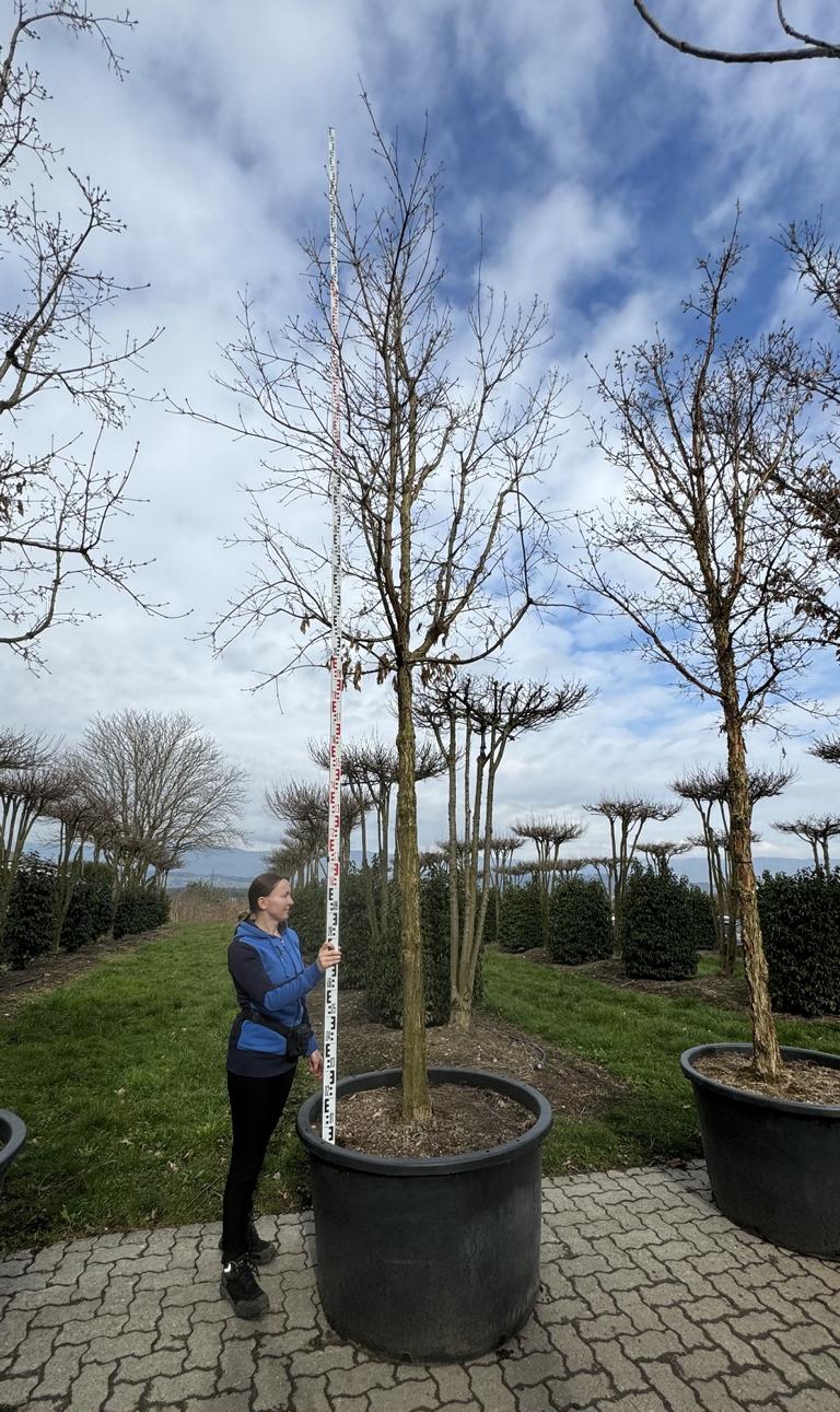 Acer triflorum