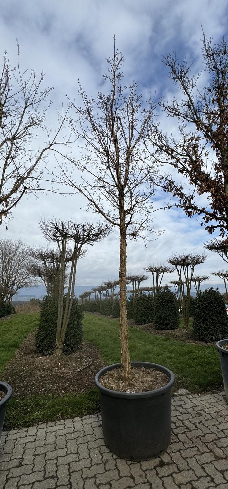 Acer triflorum