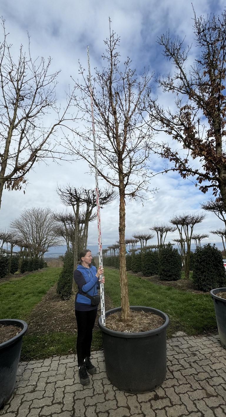 Acer triflorum