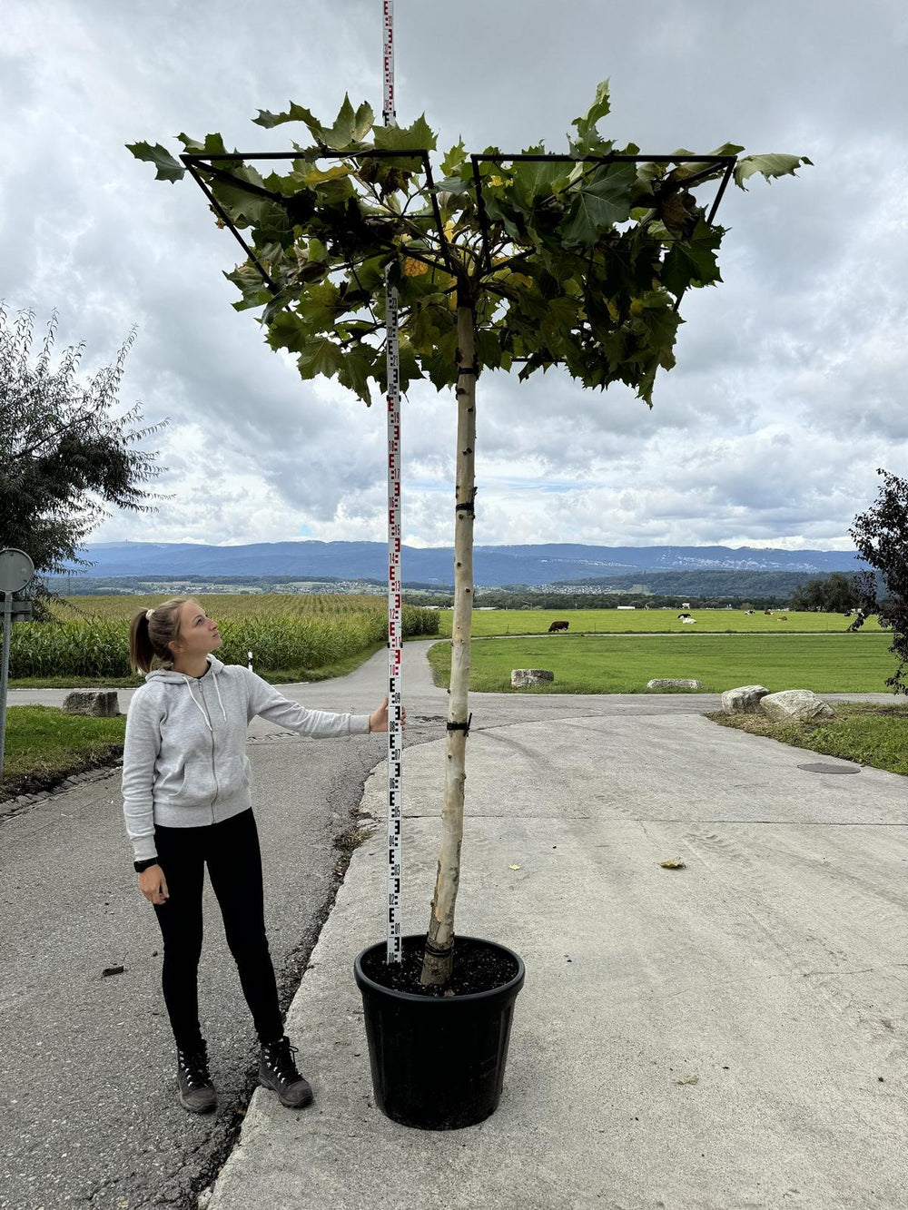 Platanus hispanica (x) dachförmig