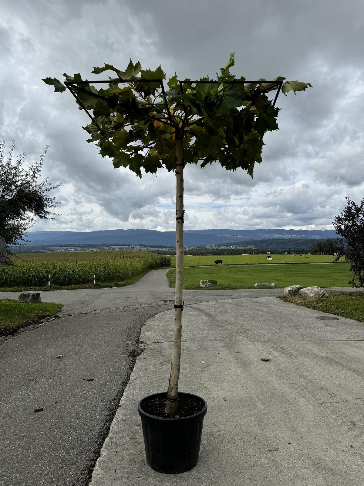 Platanus hispanica (x) dachförmig