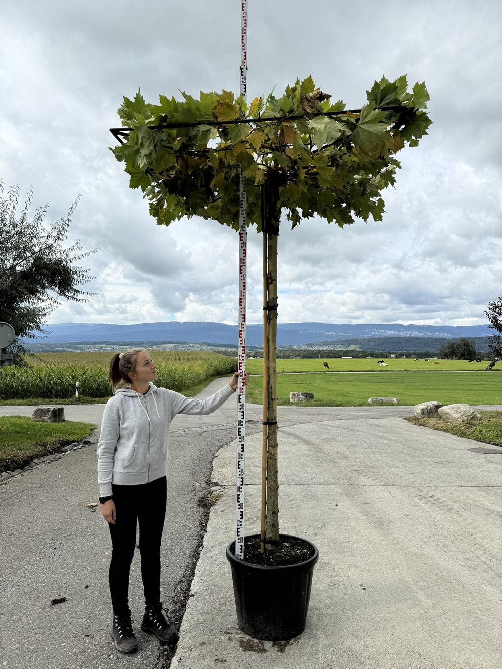 Platanus hispanica (x) dachförmig