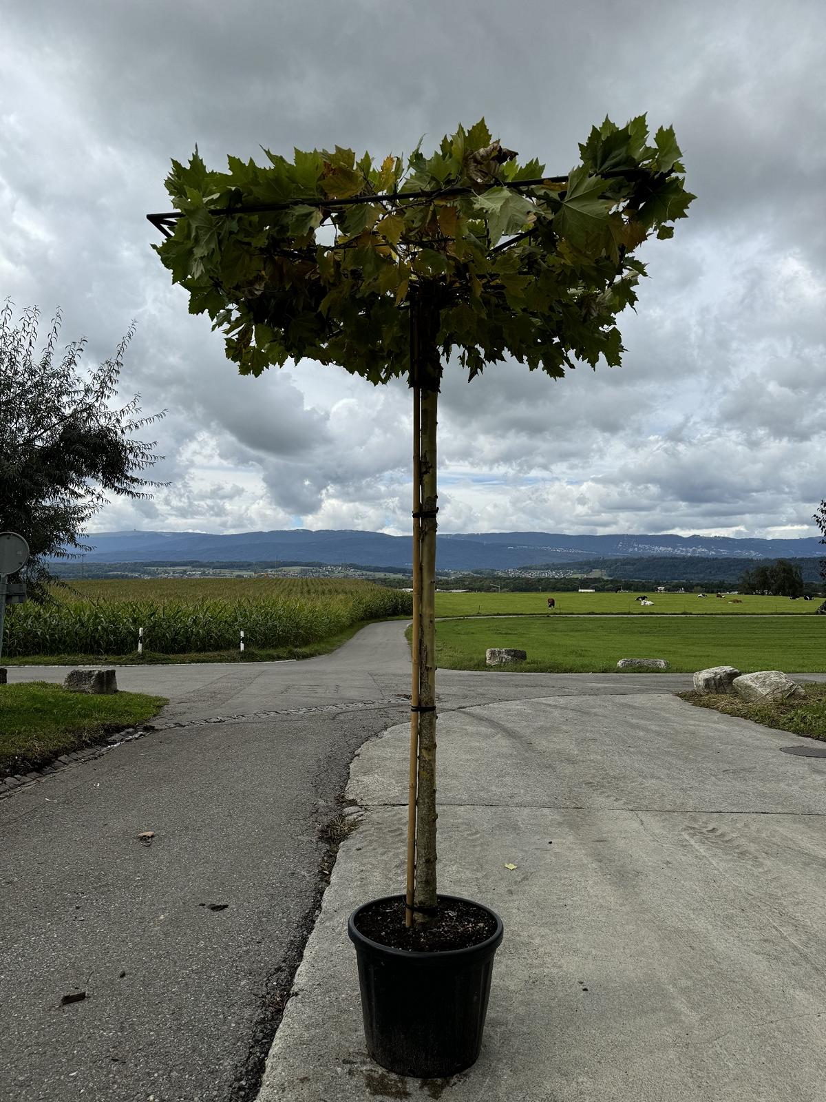 Platanus hispanica (x) dachförmig