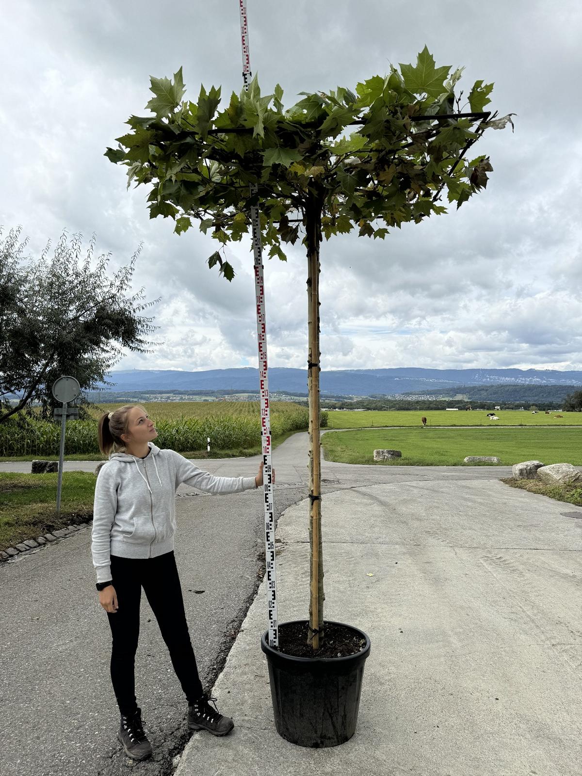 Platanus hispanica (x) dachförmig