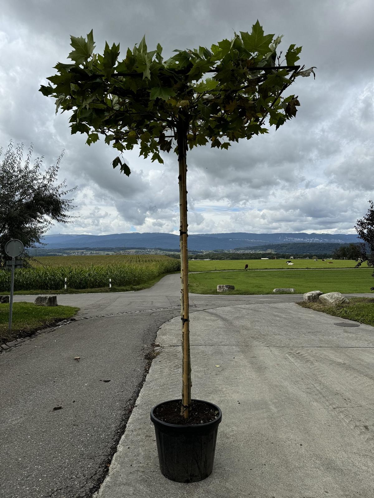 Platanus hispanica (x) dachförmig