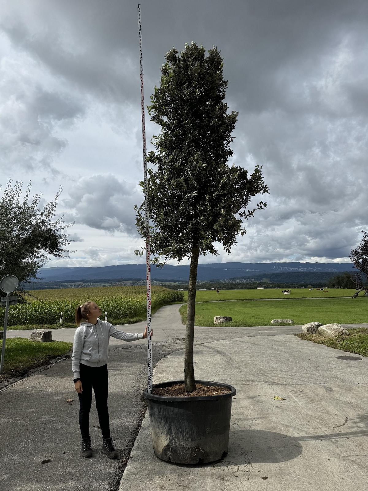 Quercus ilex