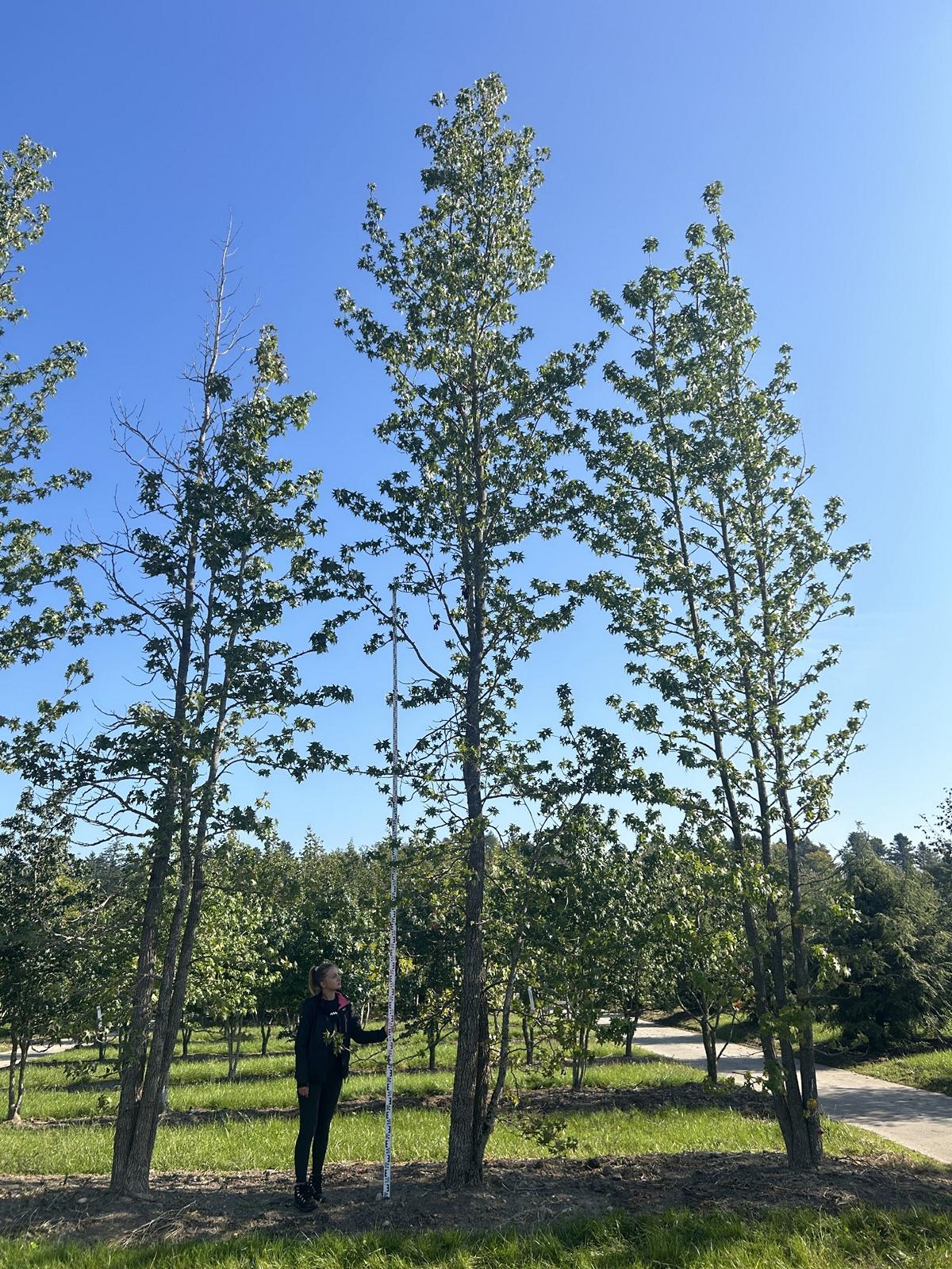 Liquidambar styraciflua