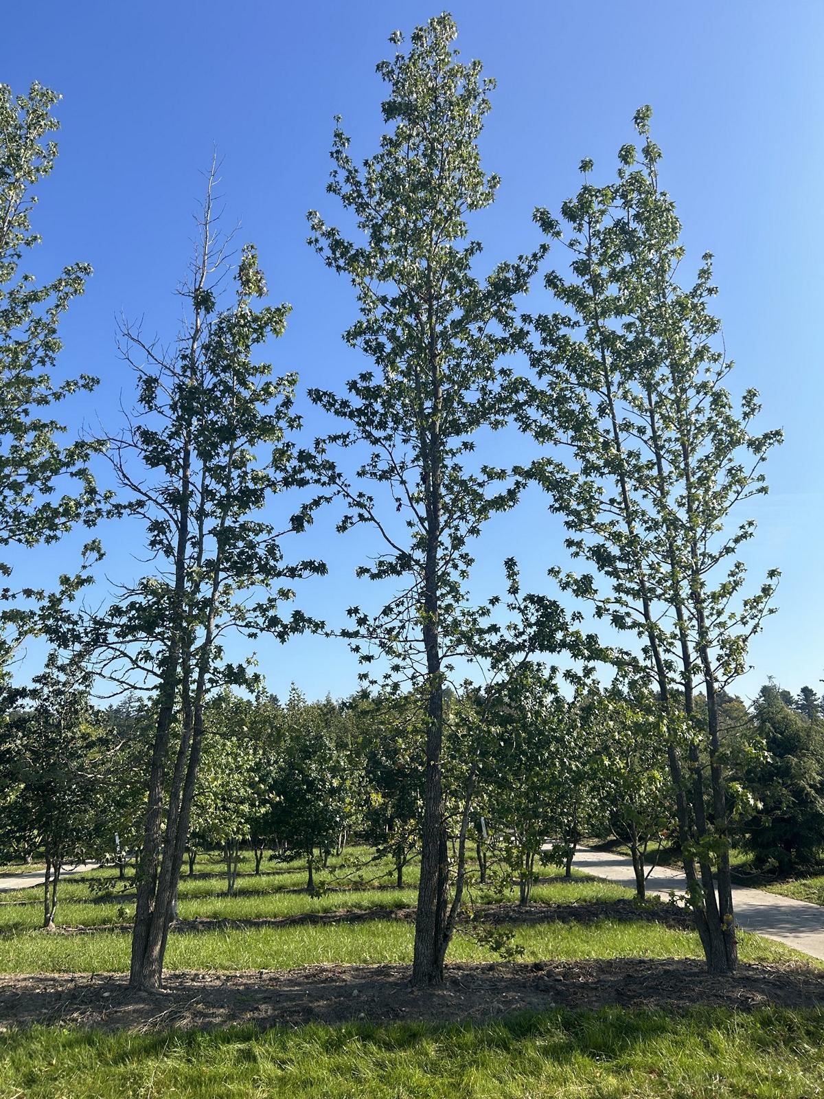 Liquidambar styraciflua