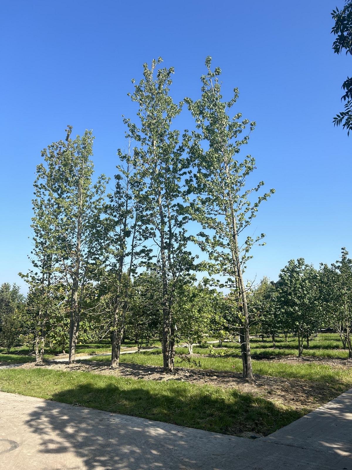 Liquidambar styraciflua