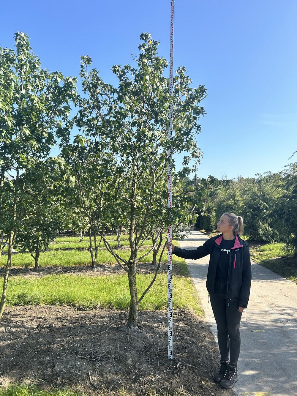 Liquidambar styraciflua