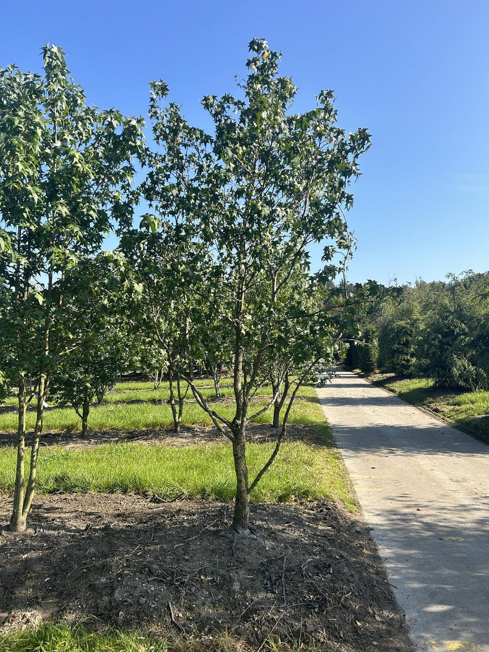 Liquidambar styraciflua