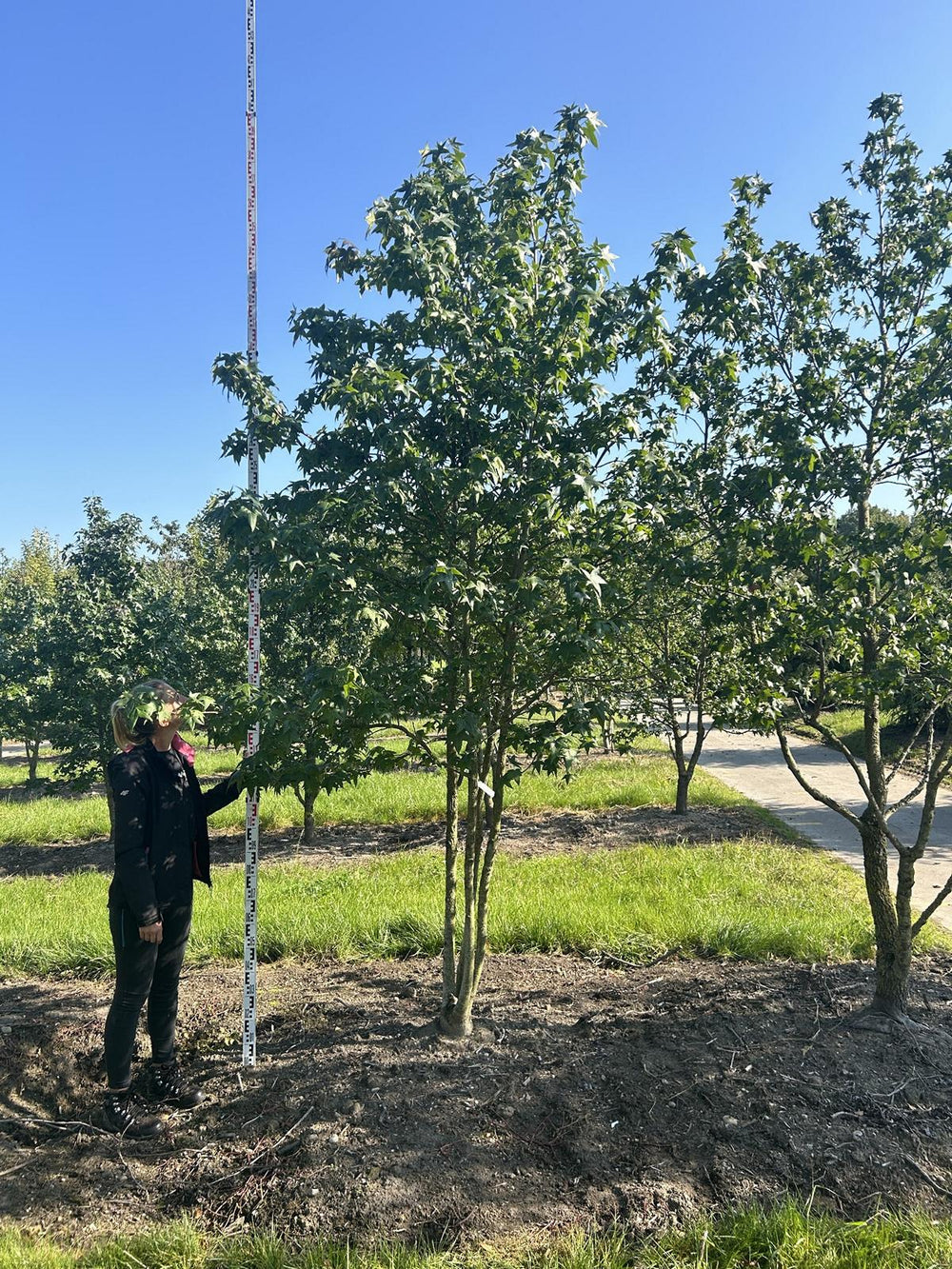 Liquidambar styraciflua