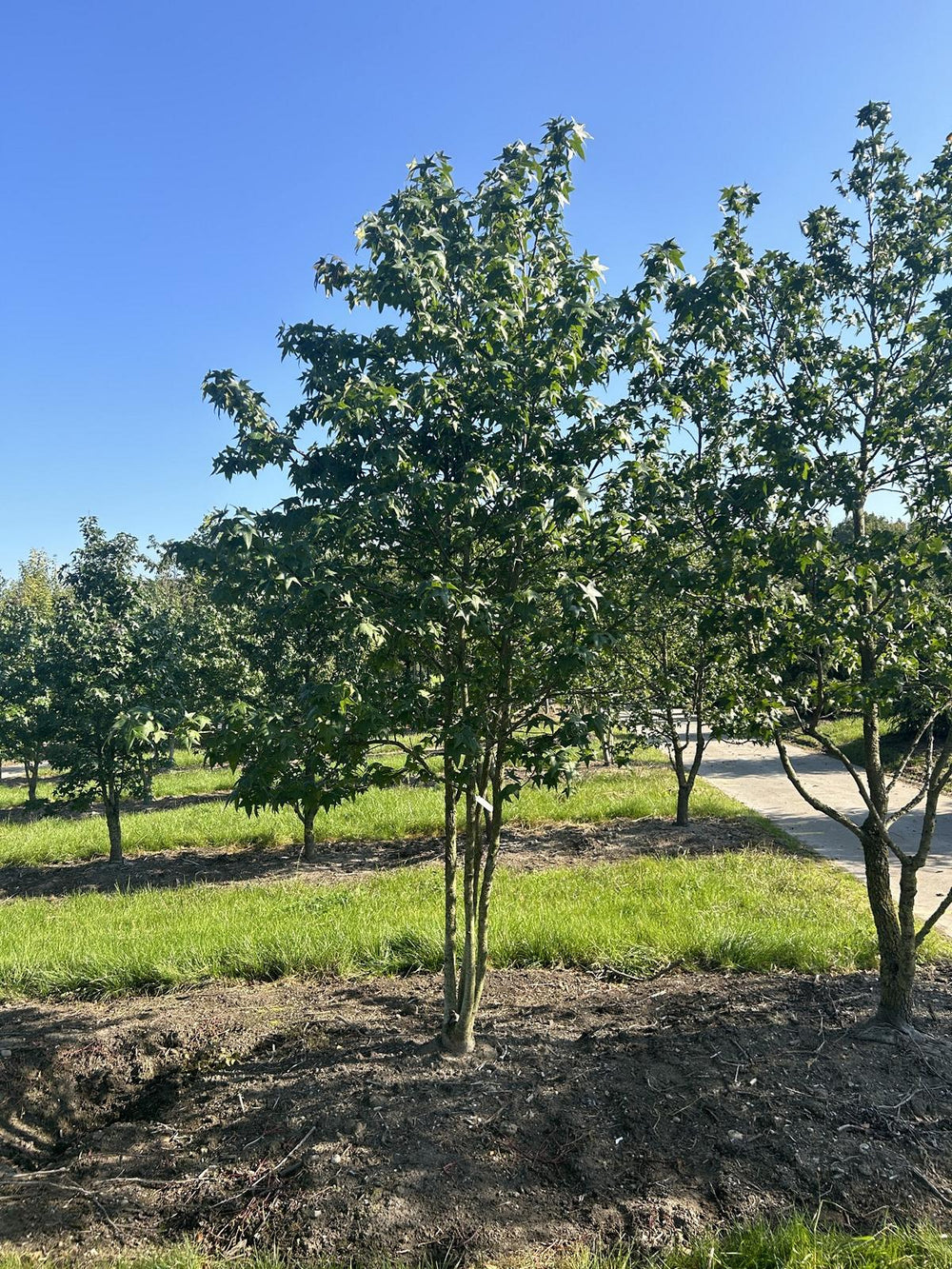 Liquidambar styraciflua