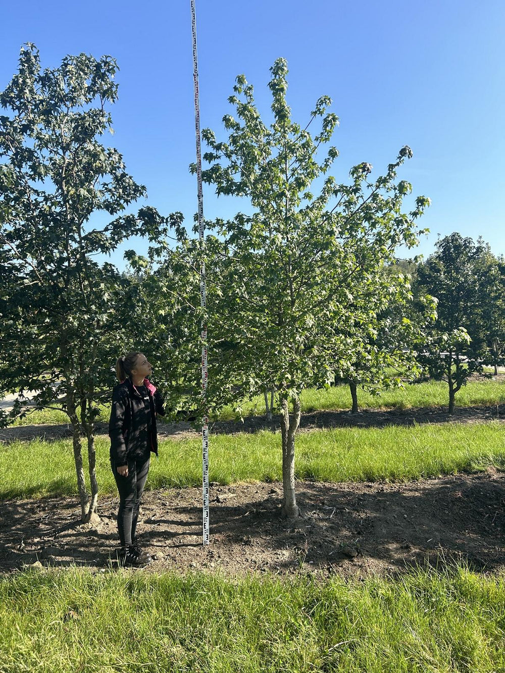 Liquidambar styraciflua