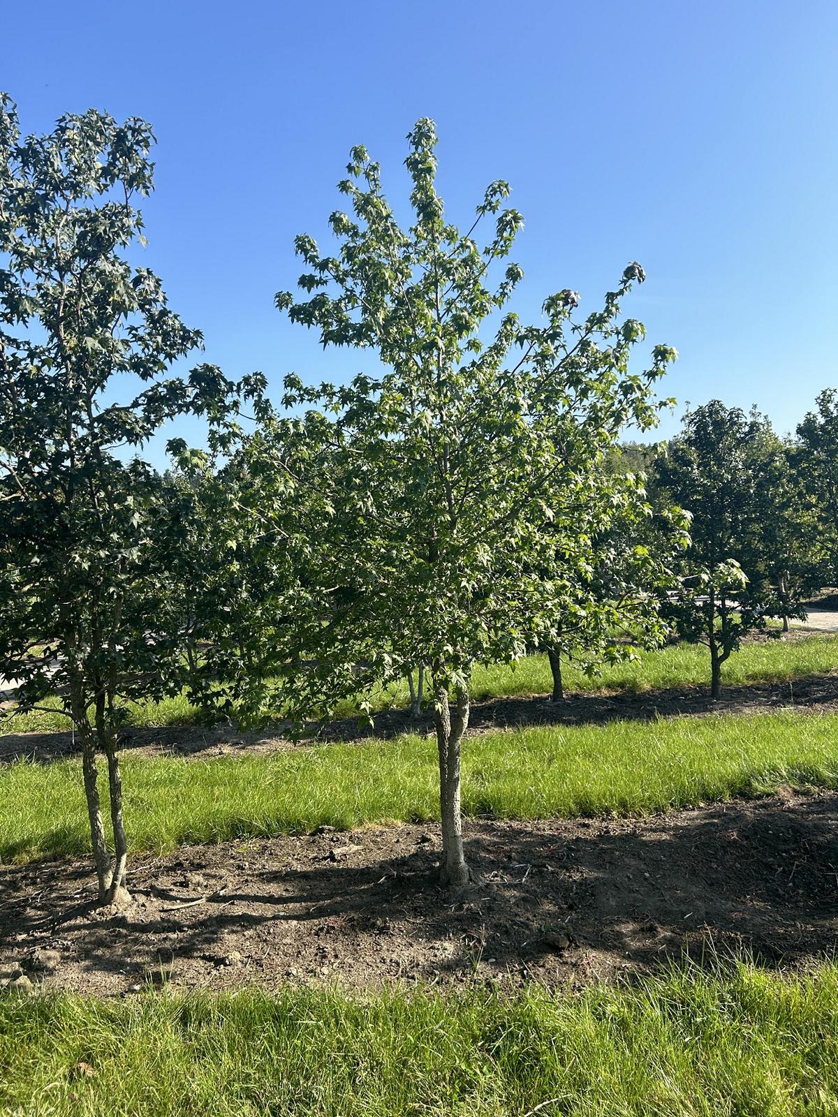 Liquidambar styraciflua