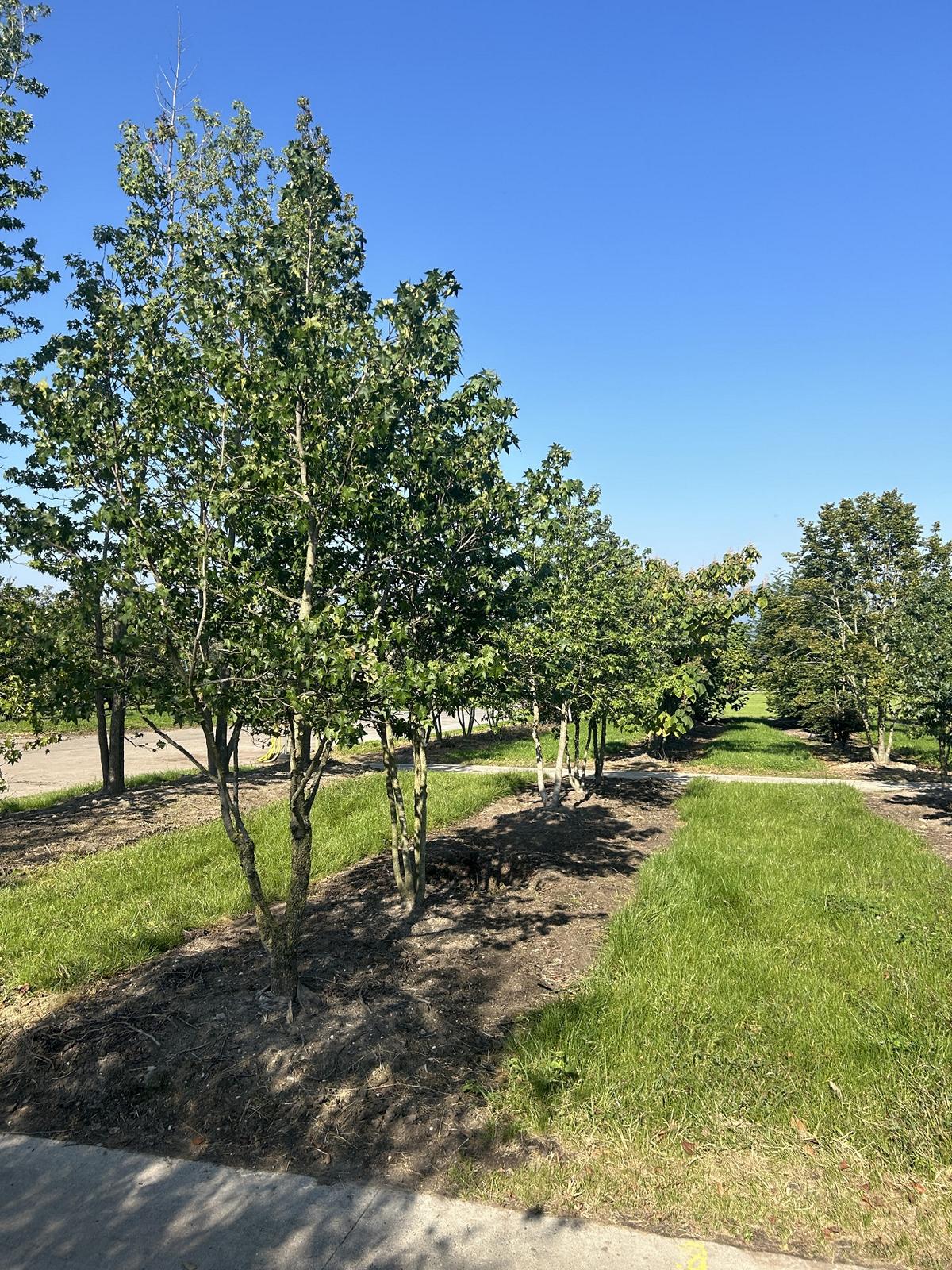 Liquidambar styraciflua