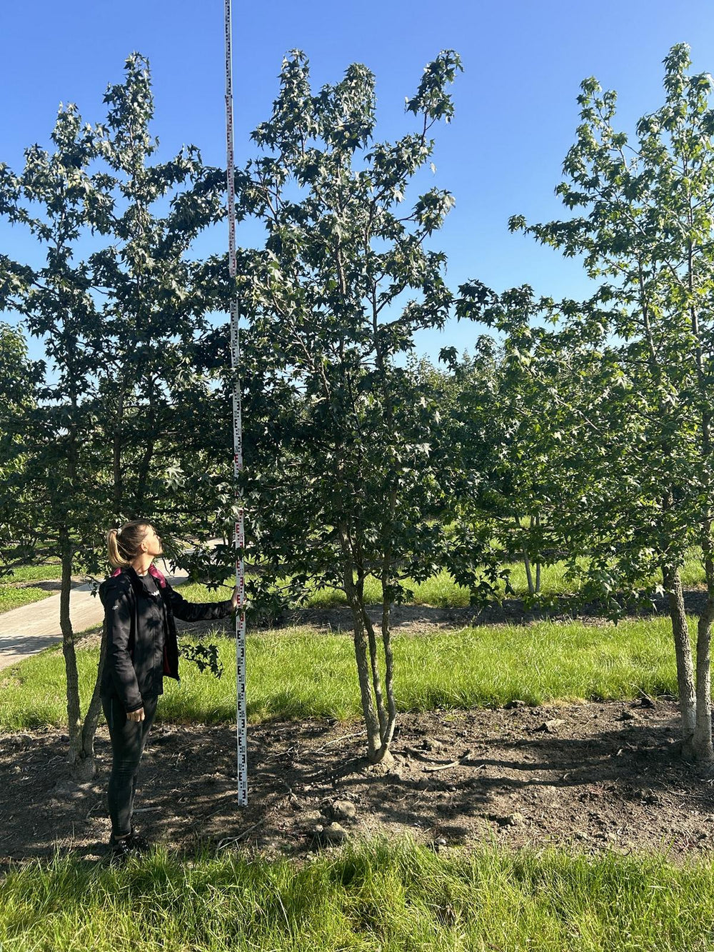 Liquidambar styraciflua