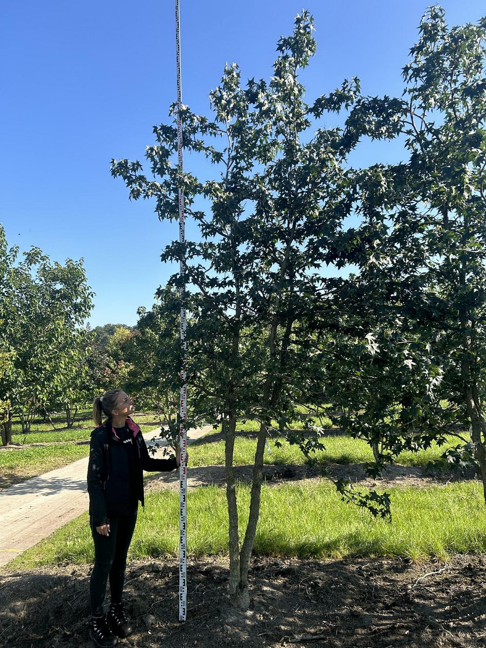 Liquidambar styraciflua