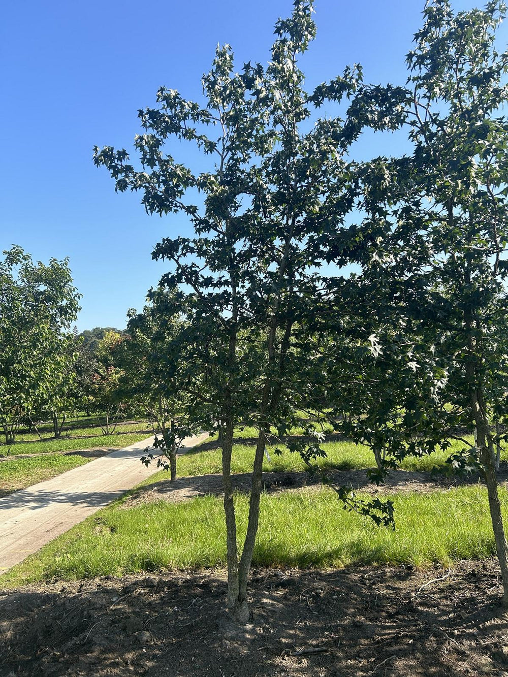 Liquidambar styraciflua