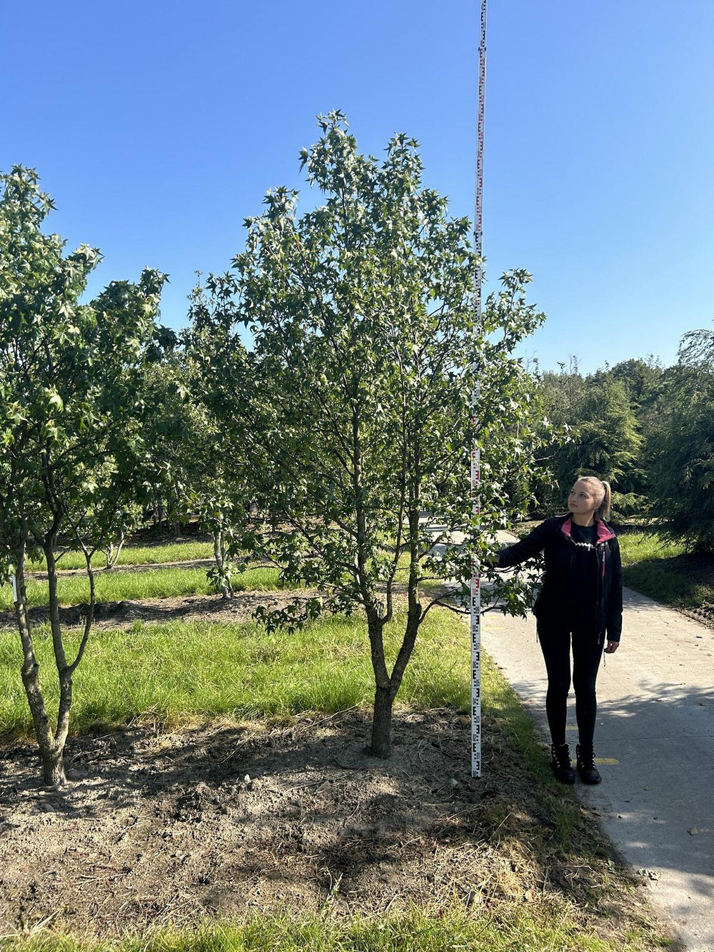 Liquidambar styraciflua