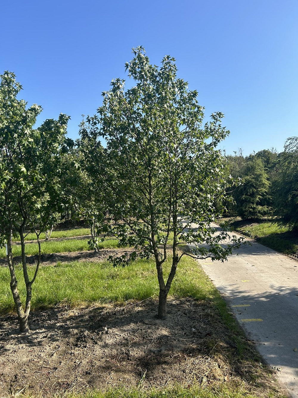 Liquidambar styraciflua