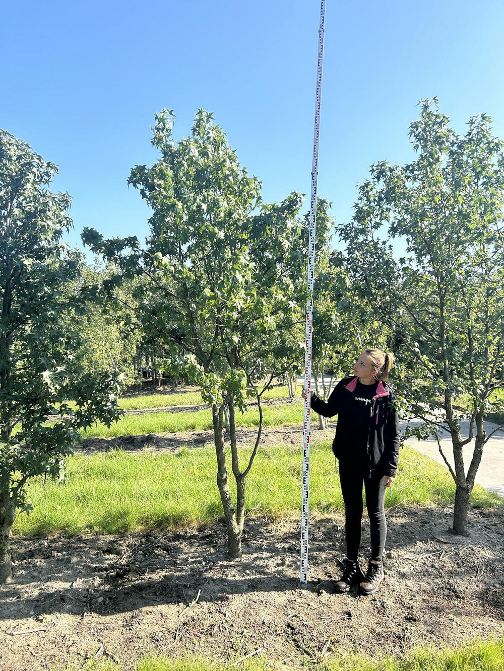 Liquidambar styraciflua