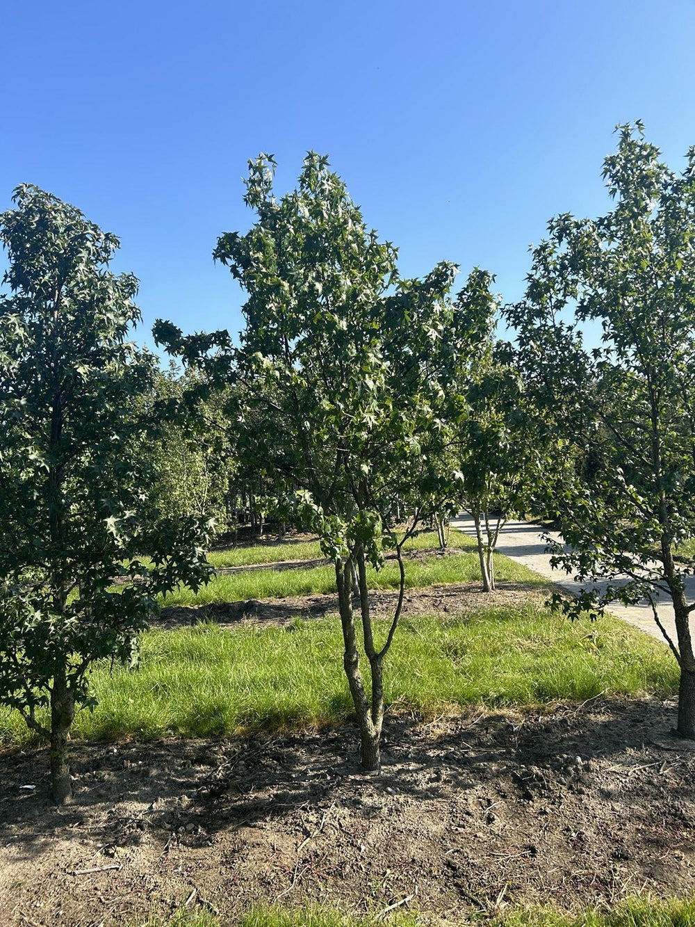 Liquidambar styraciflua