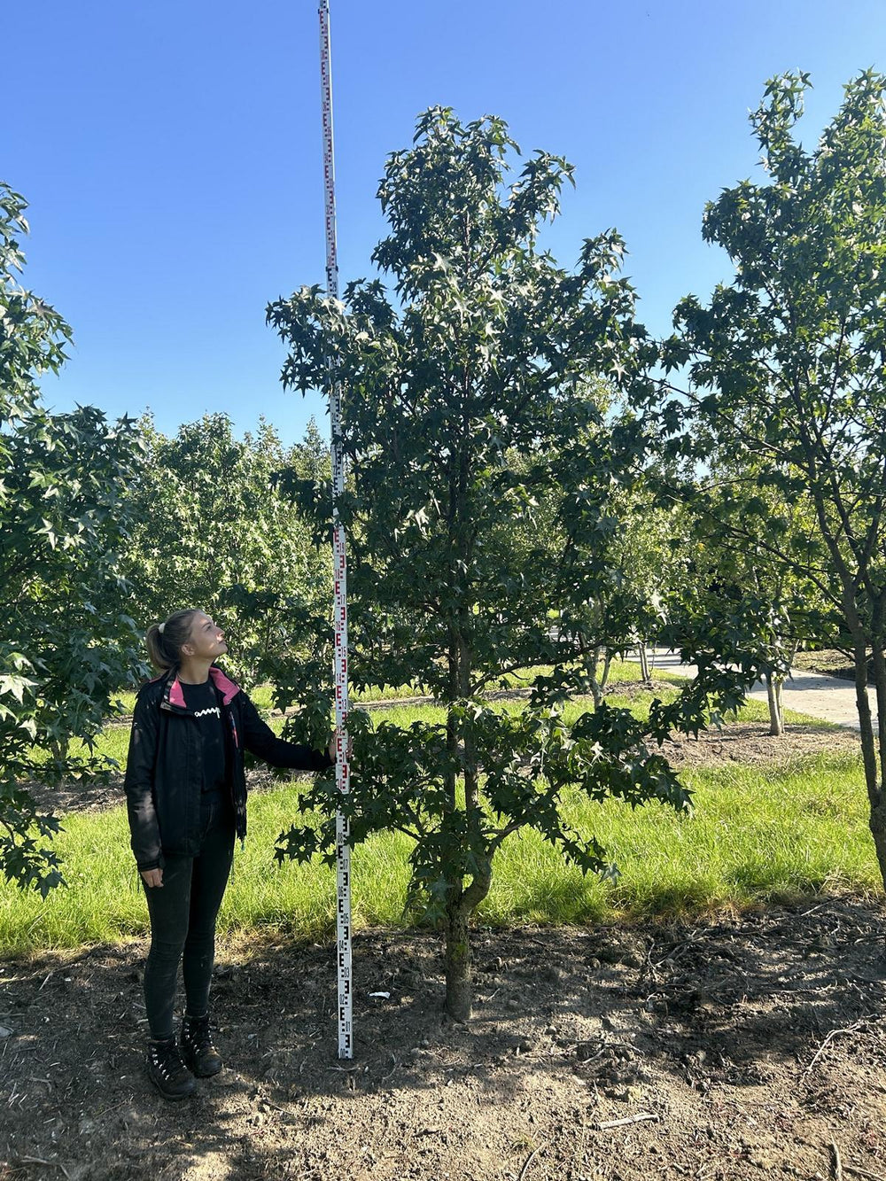 Liquidambar styraciflua