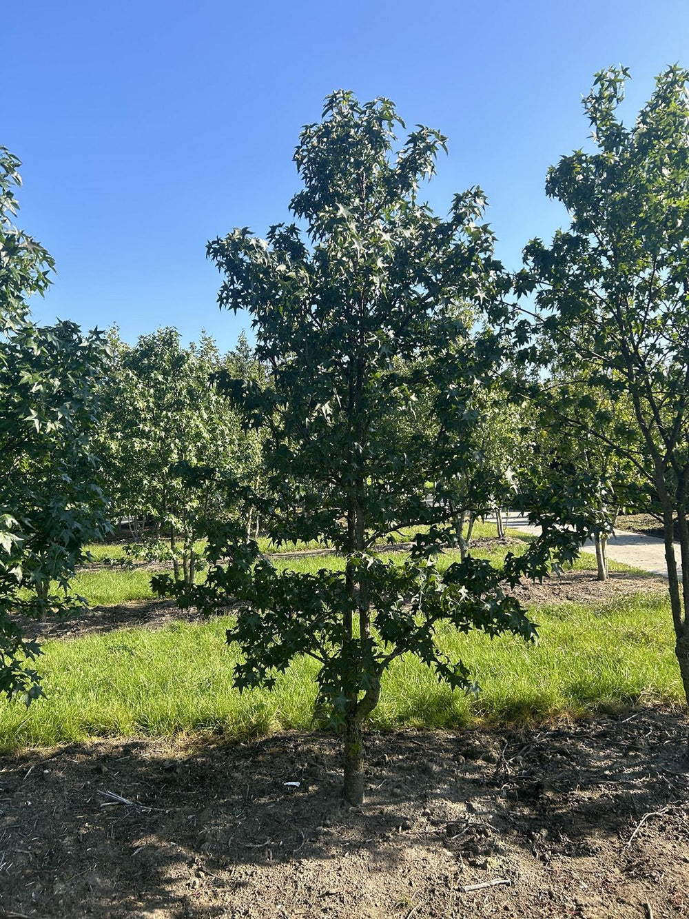 Liquidambar styraciflua