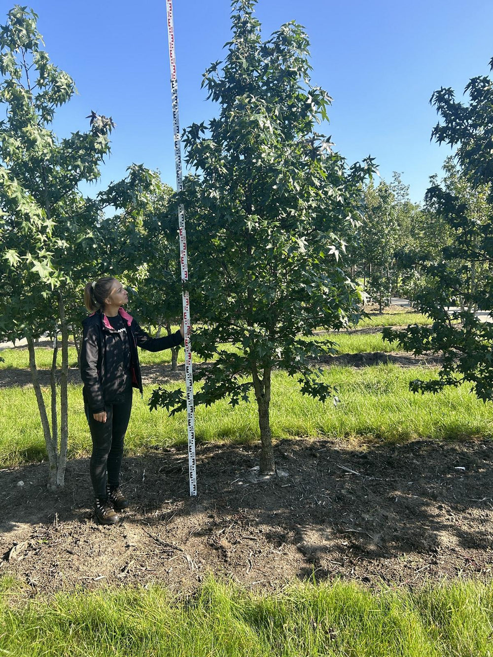 Liquidambar styraciflua