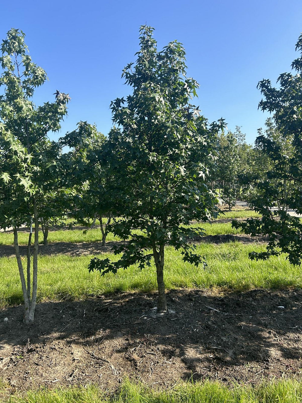 Liquidambar styraciflua