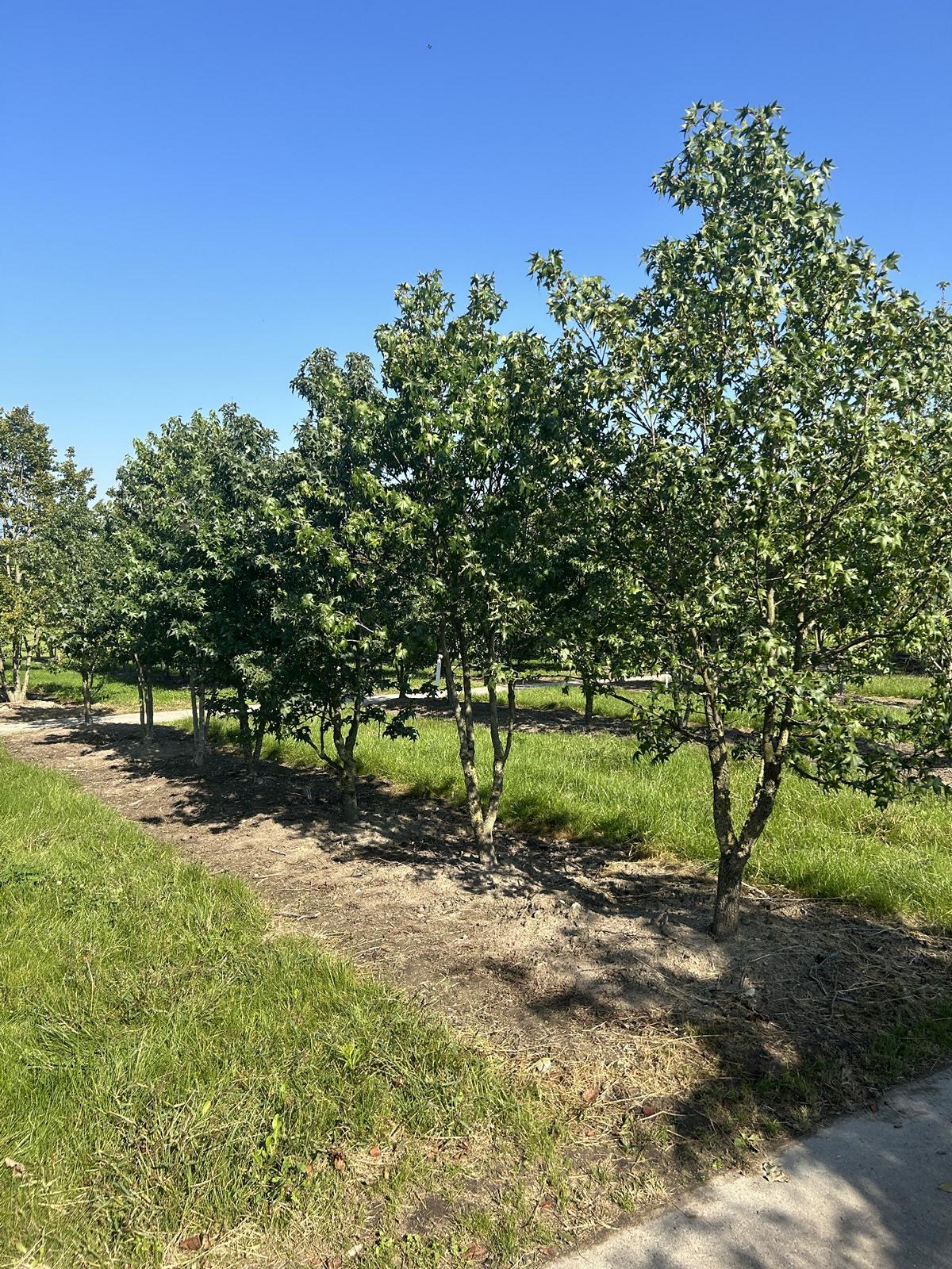 Liquidambar styraciflua