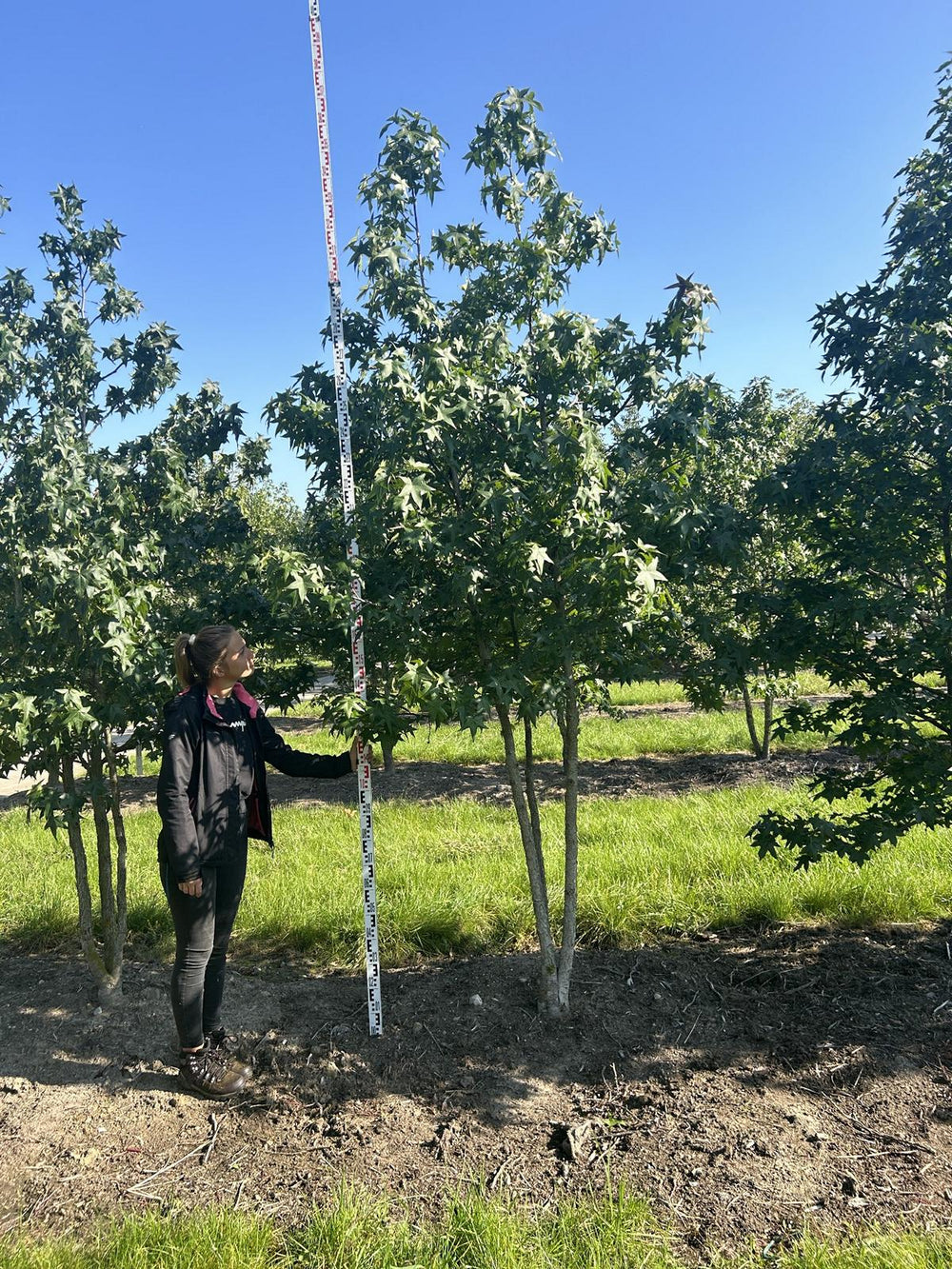 Liquidambar styraciflua