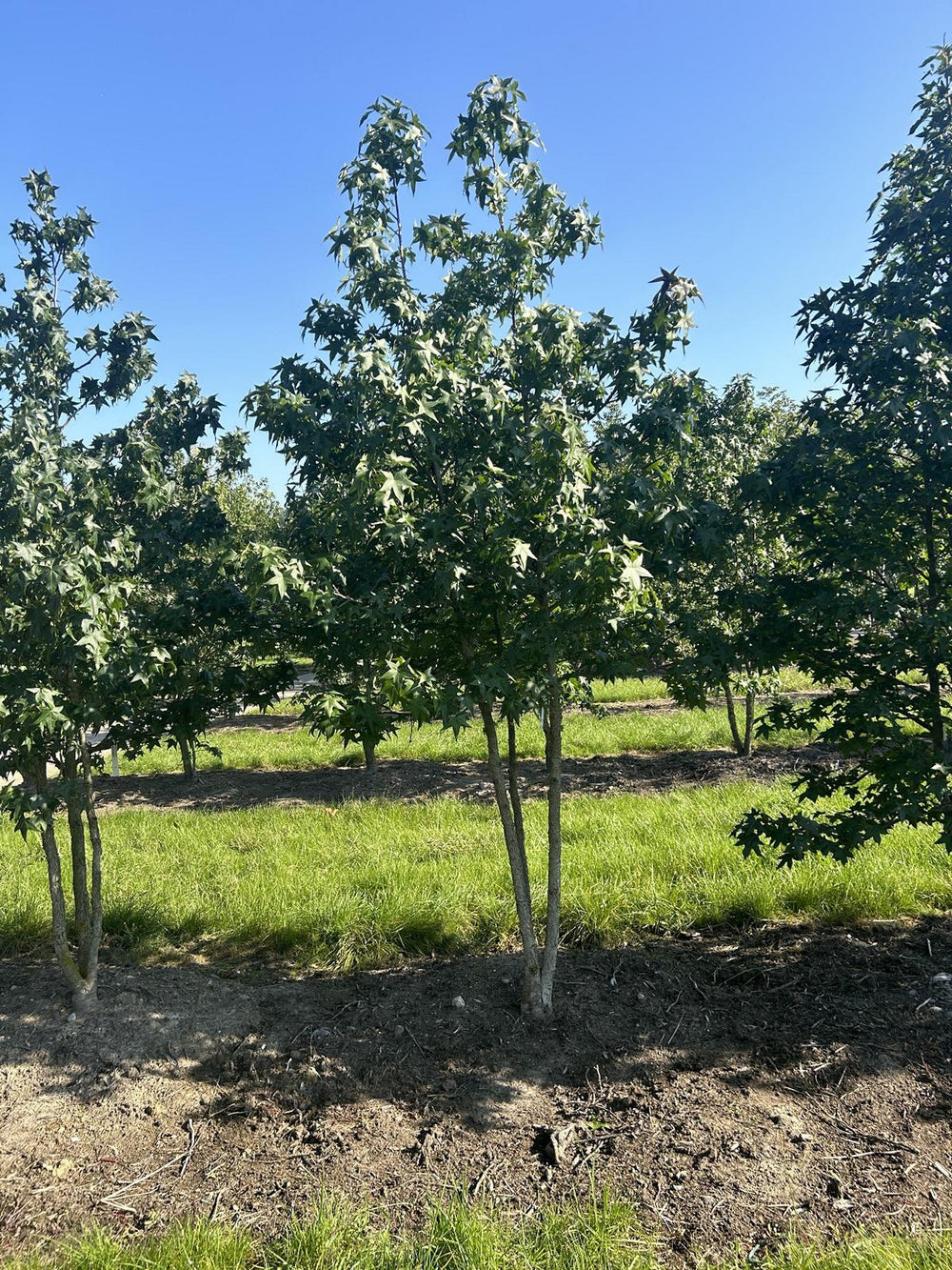 Liquidambar styraciflua