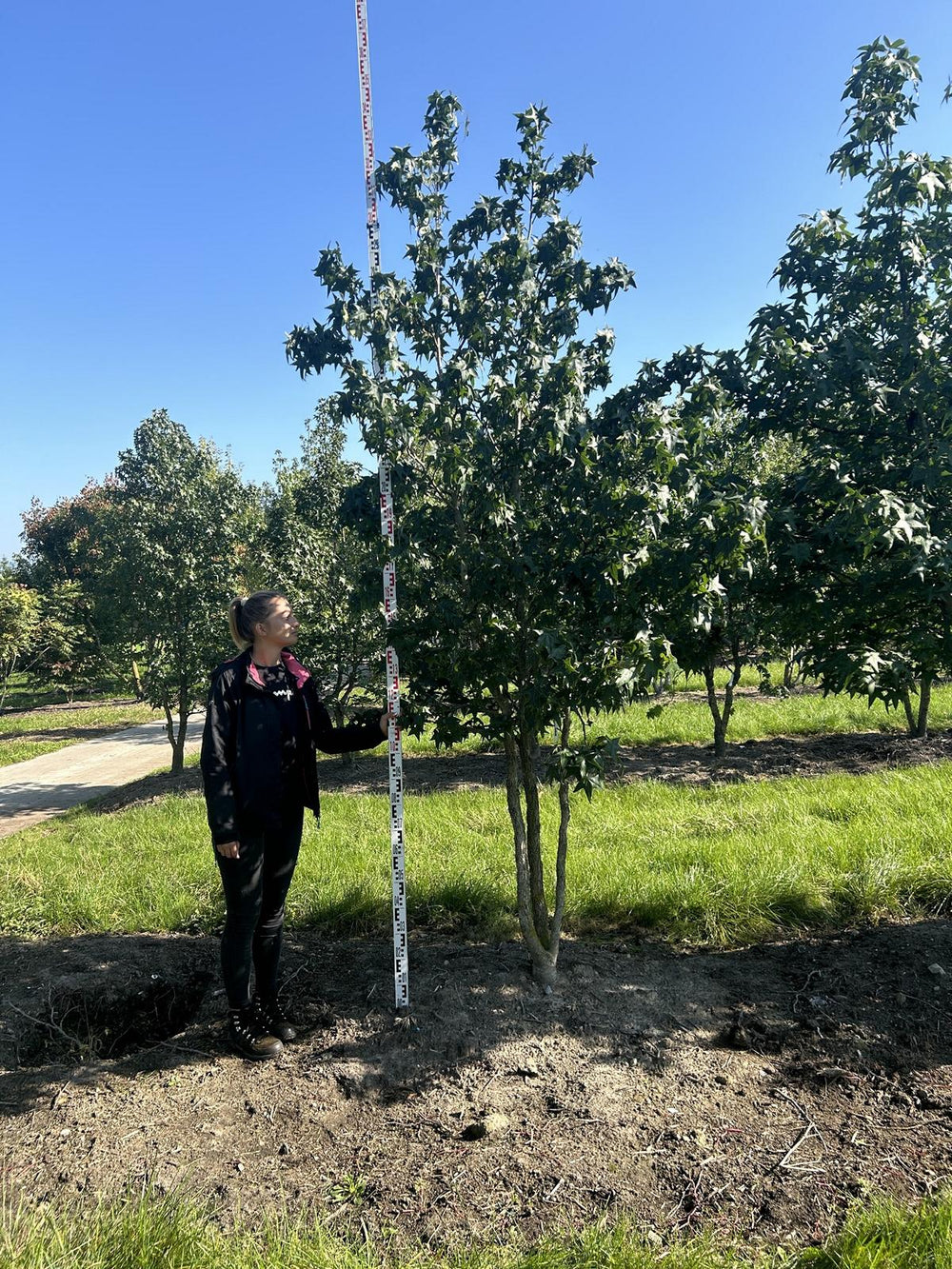 Liquidambar styraciflua