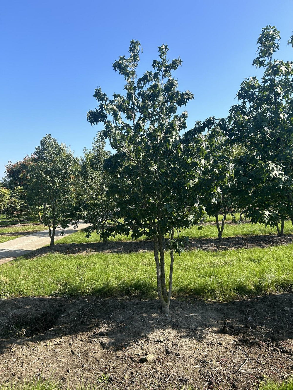 Liquidambar styraciflua