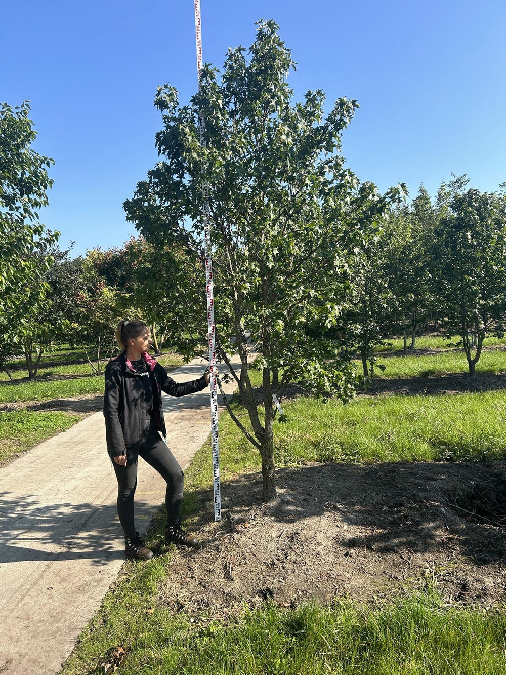 Liquidambar styraciflua