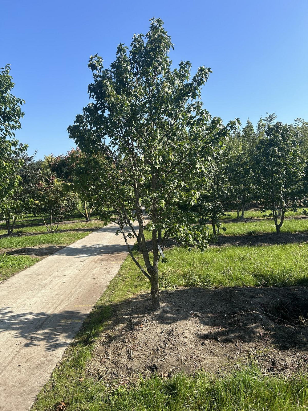 Liquidambar styraciflua