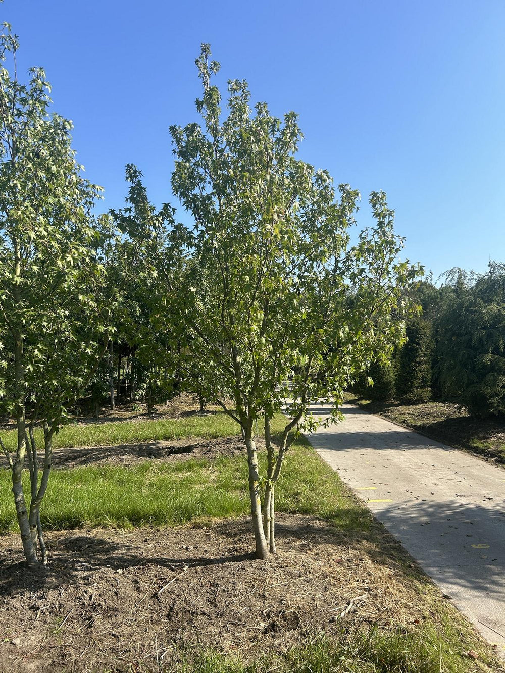 Liquidambar styraciflua