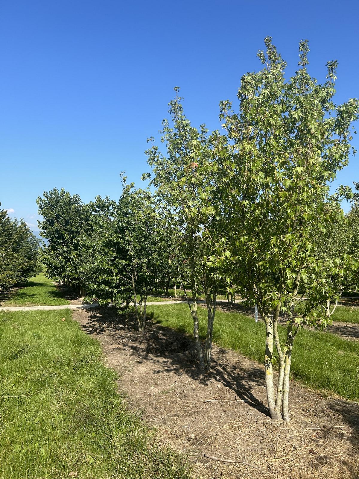 Liquidambar styraciflua