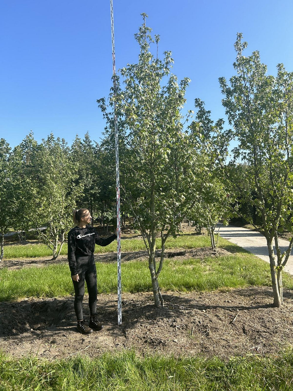 Liquidambar styraciflua