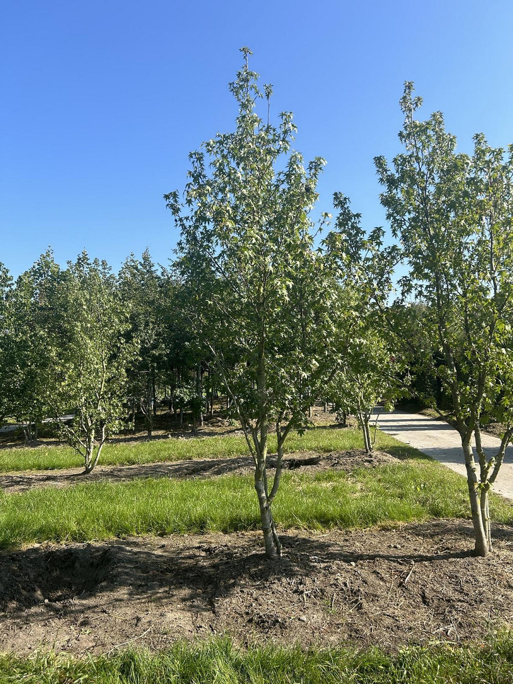 Liquidambar styraciflua