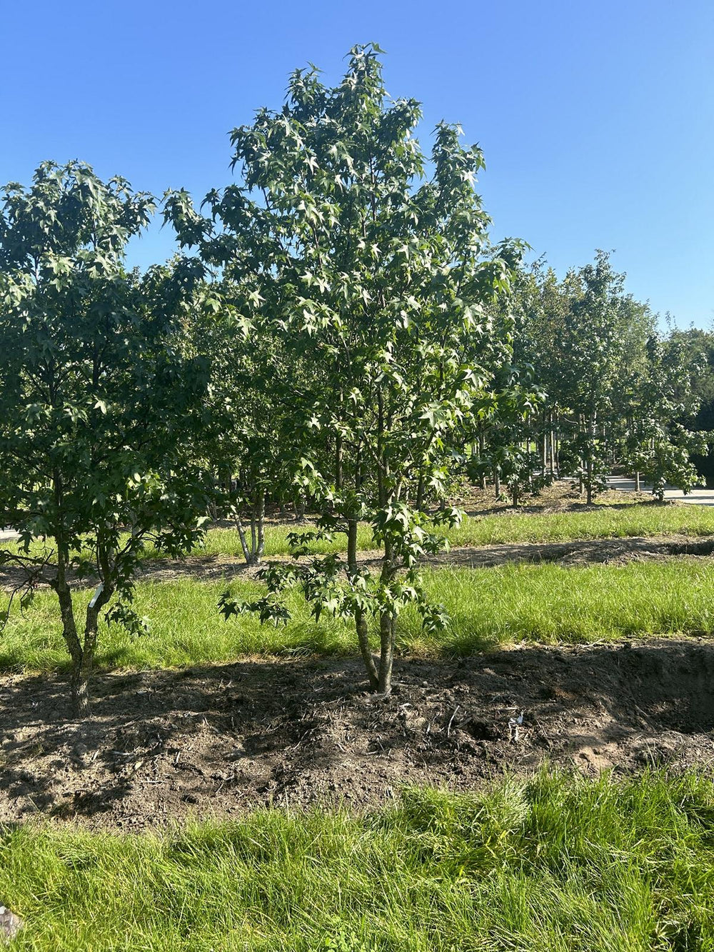 Liquidambar styraciflua