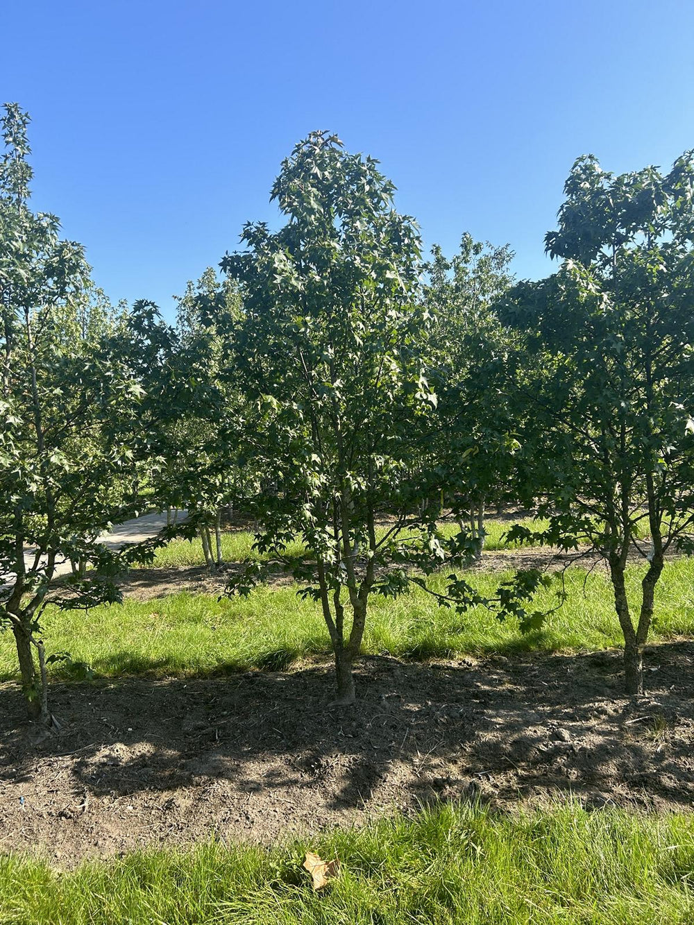 Liquidambar styraciflua