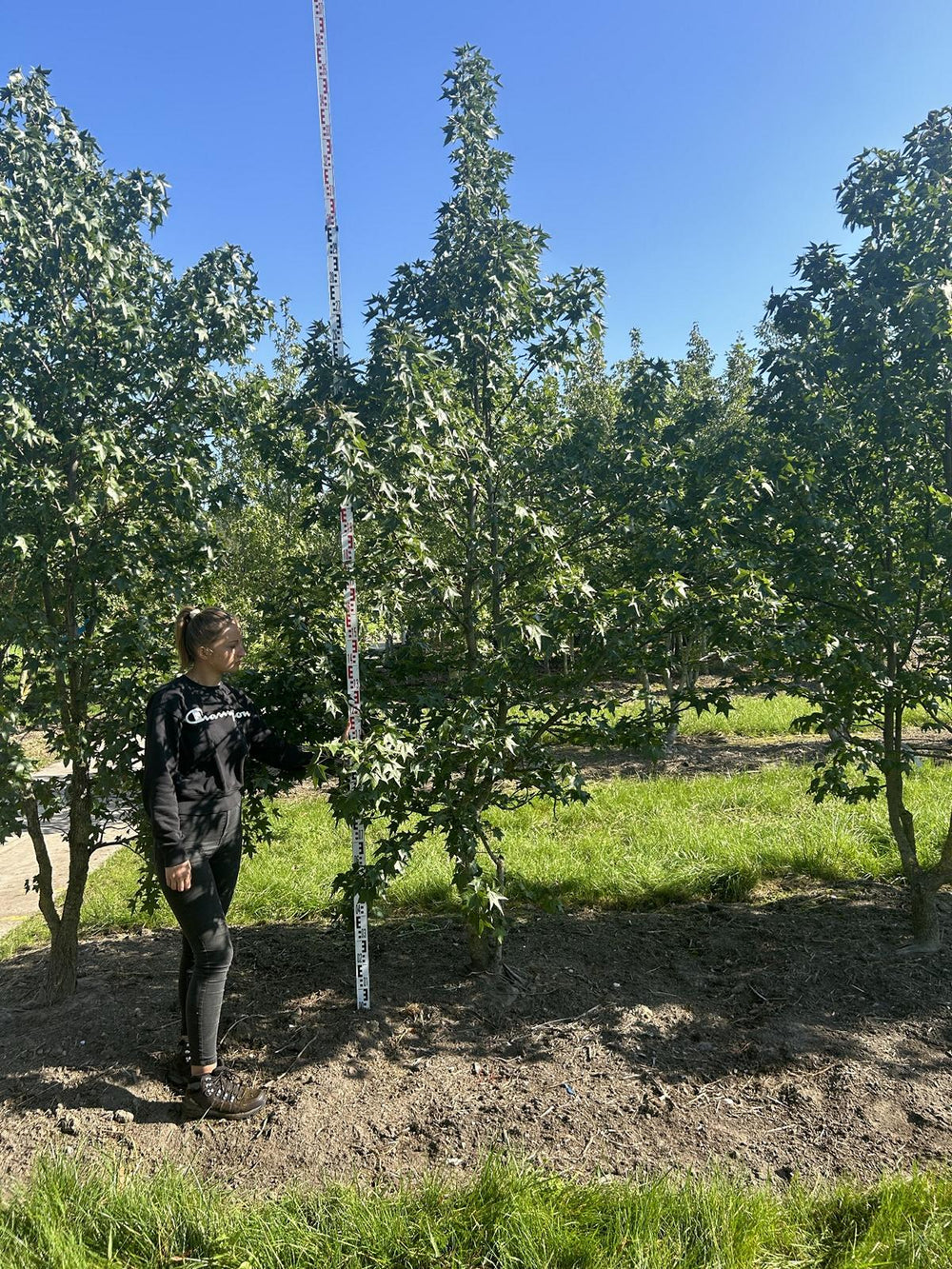 Liquidambar styraciflua