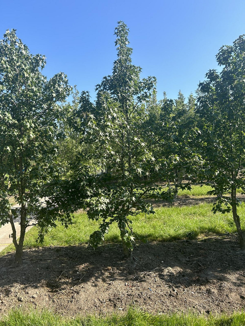 Liquidambar styraciflua