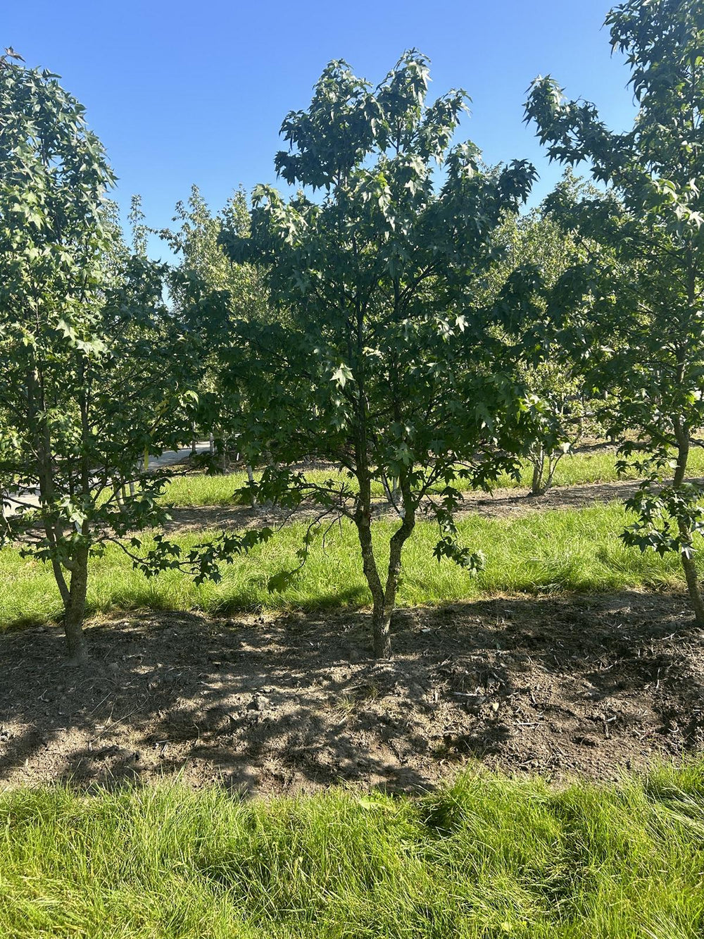 Liquidambar styraciflua