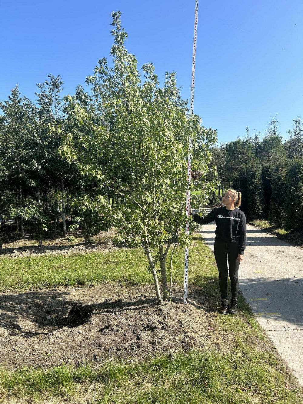 Liquidambar styraciflua