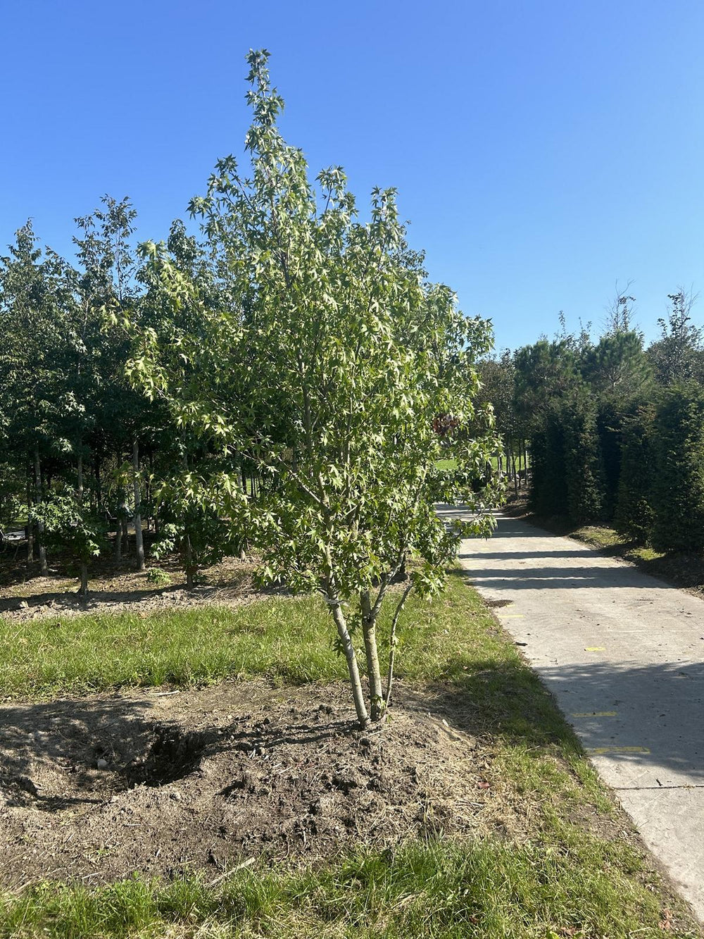 Liquidambar styraciflua