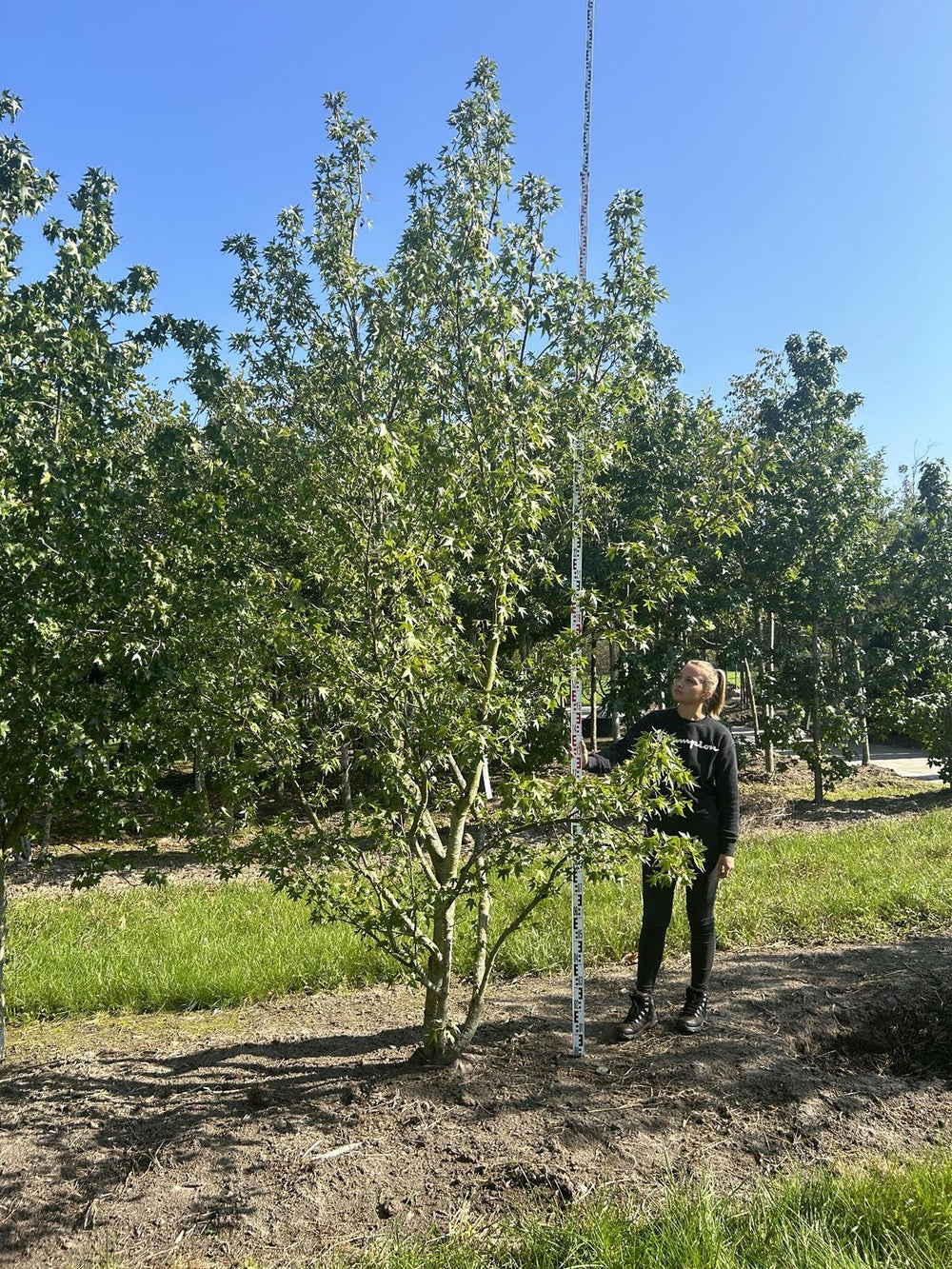 Liquidambar styraciflua